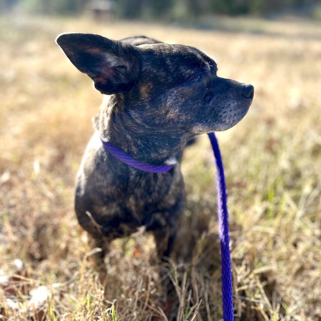 Enlarge Lulu, a Adoptable mixed breed in Durham, NC image 6/6