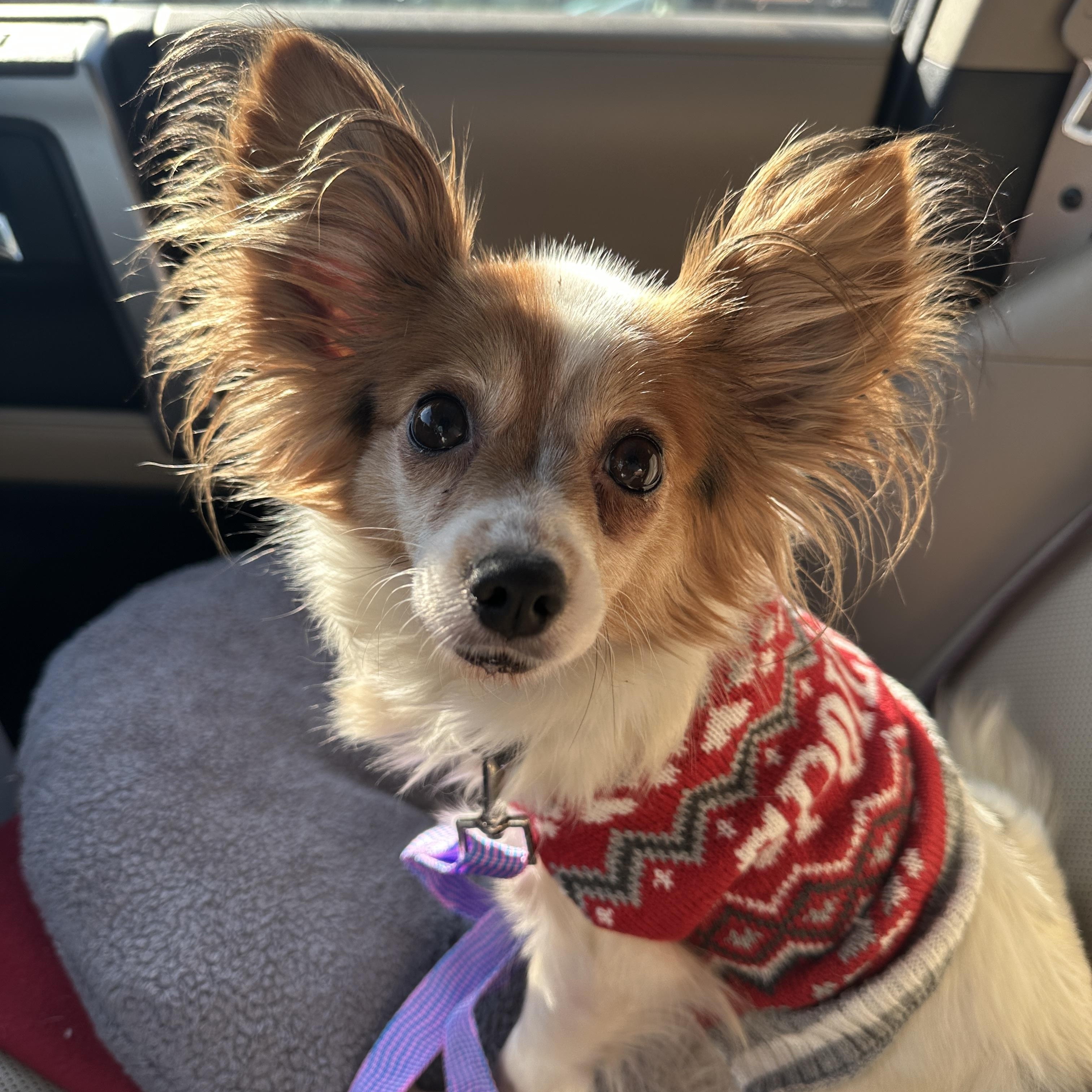 Enlarge Laurel, an adopted Papillon in Montpelier, VA image 1/2
