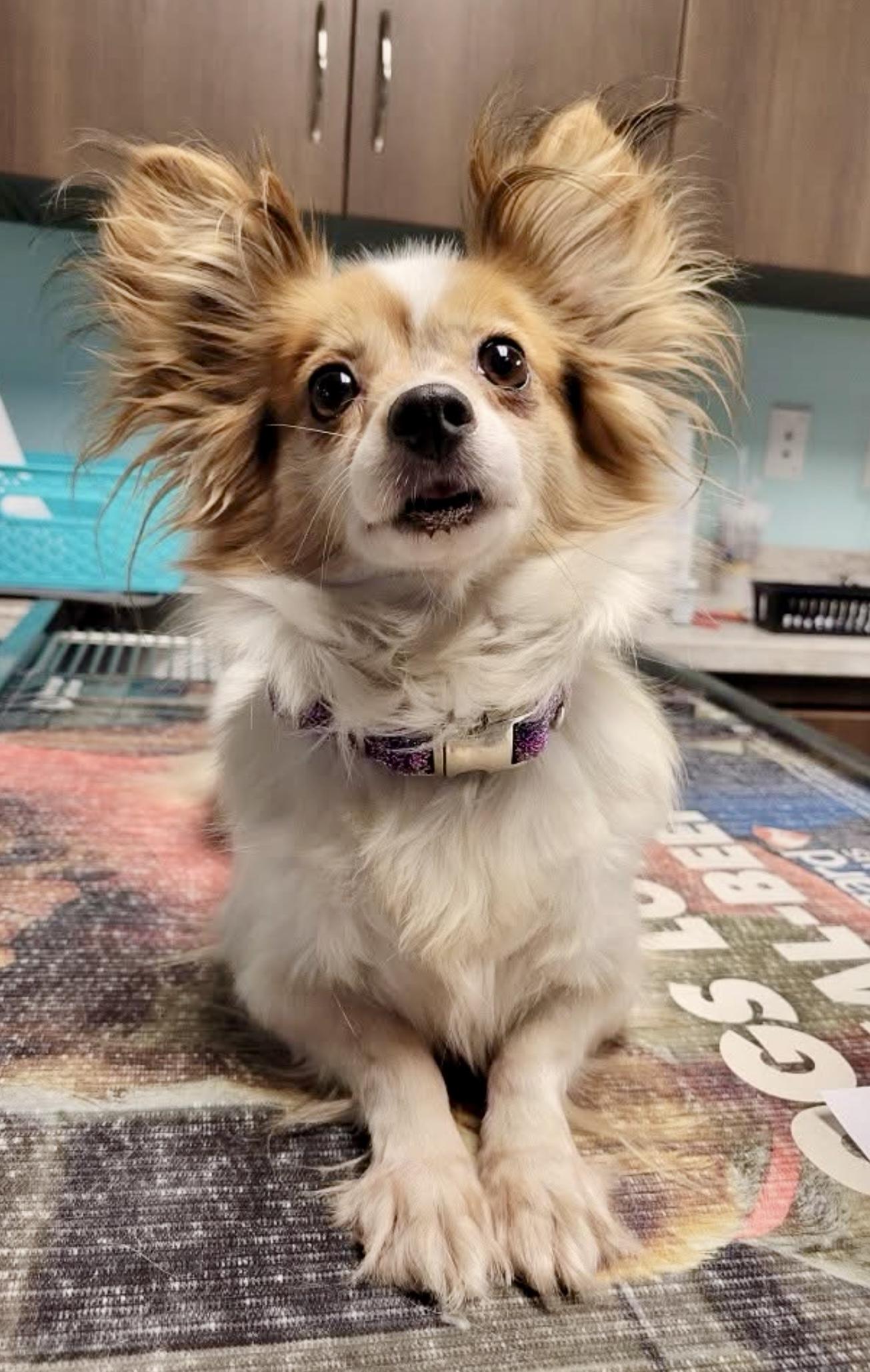 Laurel, Adoptable, Young Female Papillon.