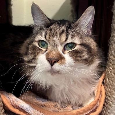 Florian, Adoptable, Senior Male Domestic Medium Hair.