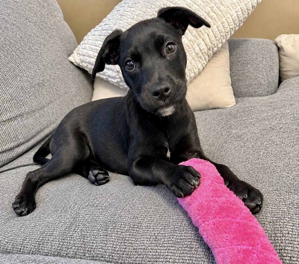 Enlarge Evie, a Adoptable mixed breed in Greenlawn, NY image 1/6