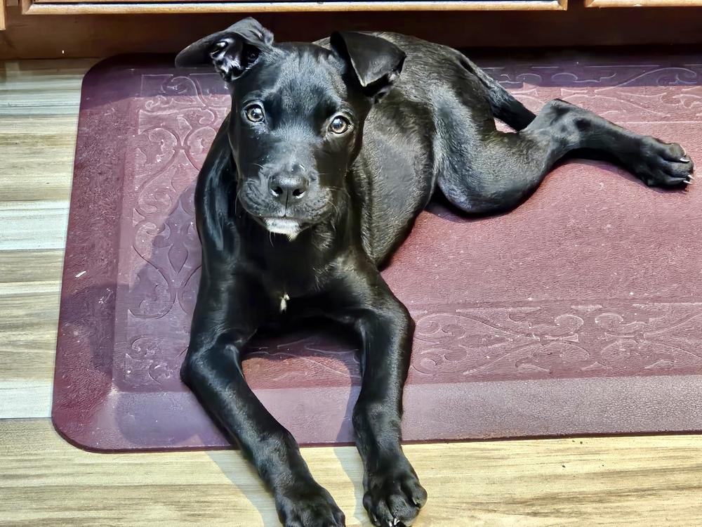 Enlarge Evie, a Adoptable mixed breed in Greenlawn, NY image 2/6