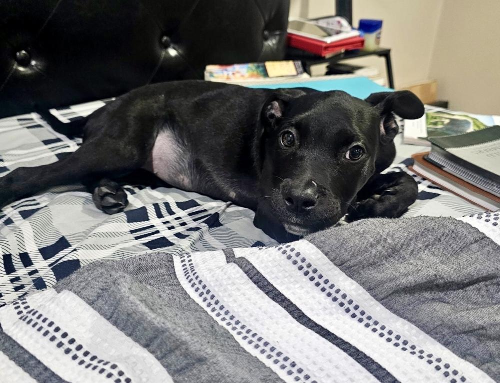 Enlarge Evie, a Adoptable mixed breed in Greenlawn, NY image 3/6