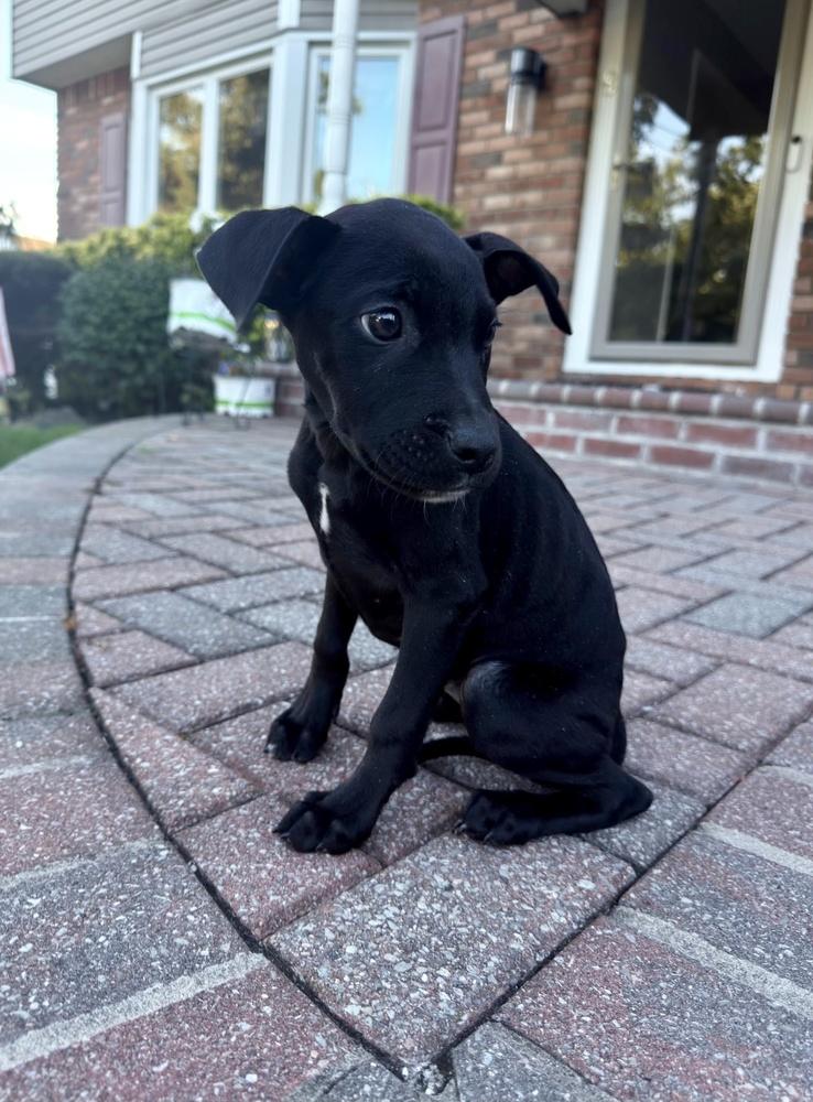 Enlarge Evie, a Adoptable mixed breed in Greenlawn, NY image 4/6
