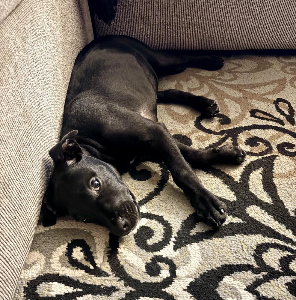 Enlarge Evie, a Adoptable mixed breed in Greenlawn, NY image 5/6