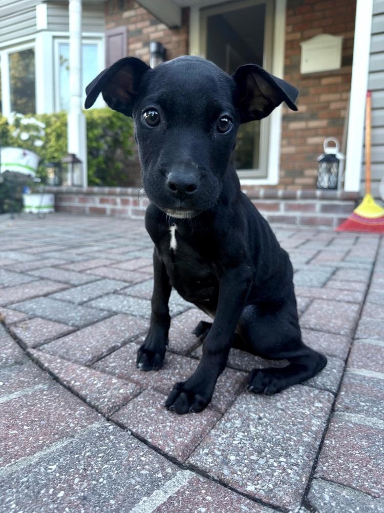 Enlarge Evie, a Adoptable mixed breed in Greenlawn, NY image 6/6