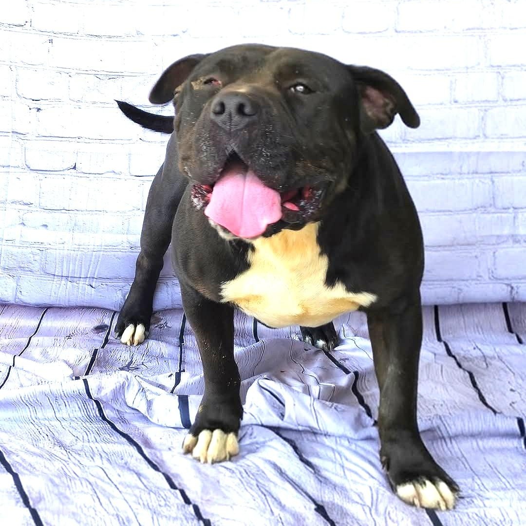 Enlarge Jett | Courtesy post, a Adoptable mixed breed in Chesapeake, VA image 5/6