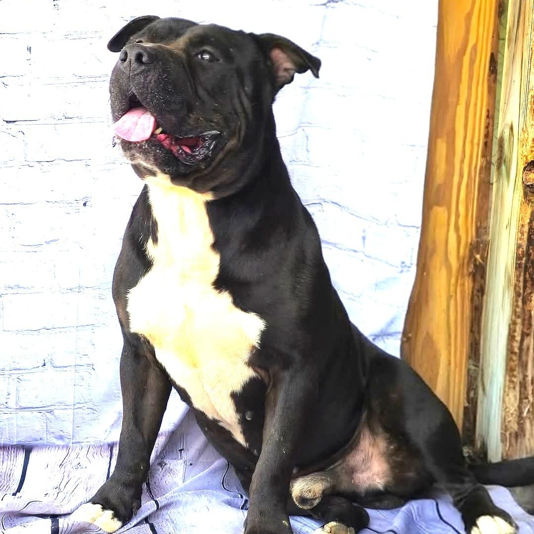 Enlarge Jett | Courtesy post, a Adoptable mixed breed in Chesapeake, VA image 6/6