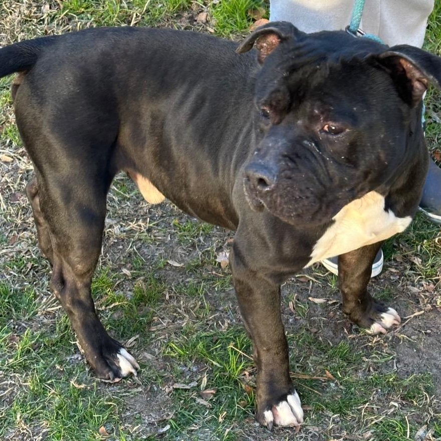 Enlarge Jett | Courtesy post, a Adoptable mixed breed in Chesapeake, VA image 3/6