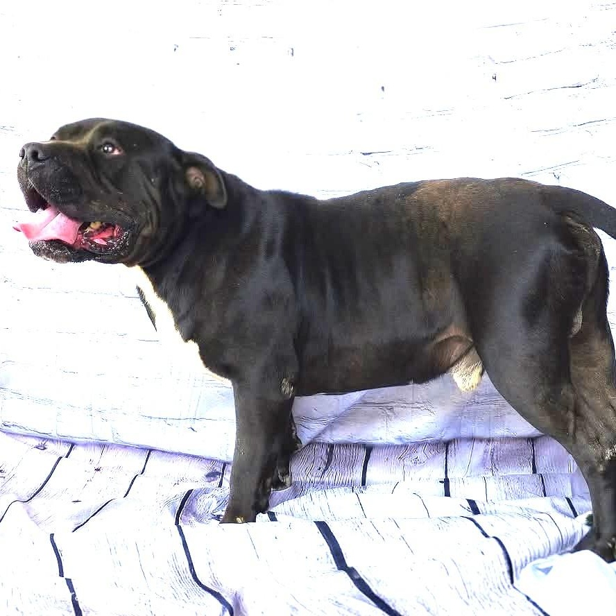 Enlarge Jett | Courtesy post, a Adoptable mixed breed in Chesapeake, VA image 4/6