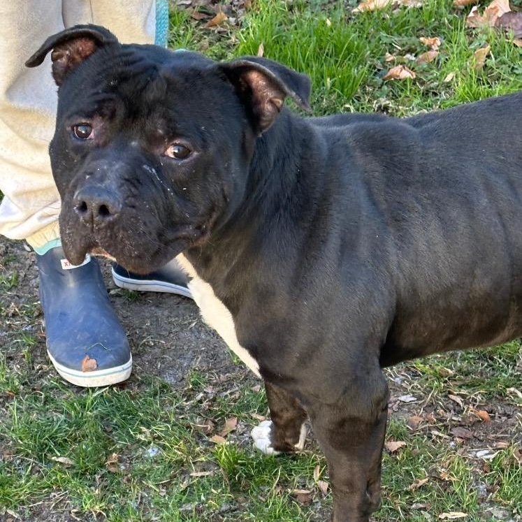 Enlarge Jett | Courtesy post, a Adoptable mixed breed in Chesapeake, VA image 1/6