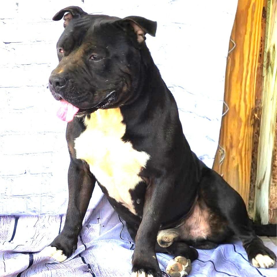 Jett | Courtesy post, Adoptable, Adult Male Pit Bull Terrier.