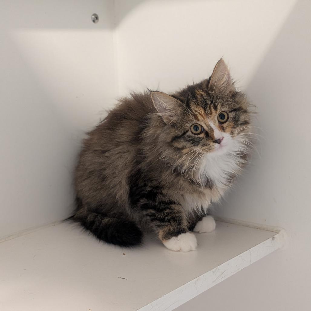 Enlarge Fawn, a Adoptable Domestic Long Hair in Prairie du Chien, WI image 1/1