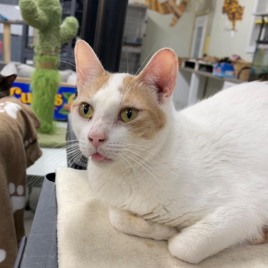 Enlarge LOVE BUG, a Adoptable mixed breed in Battle Creek, MI image 1/2