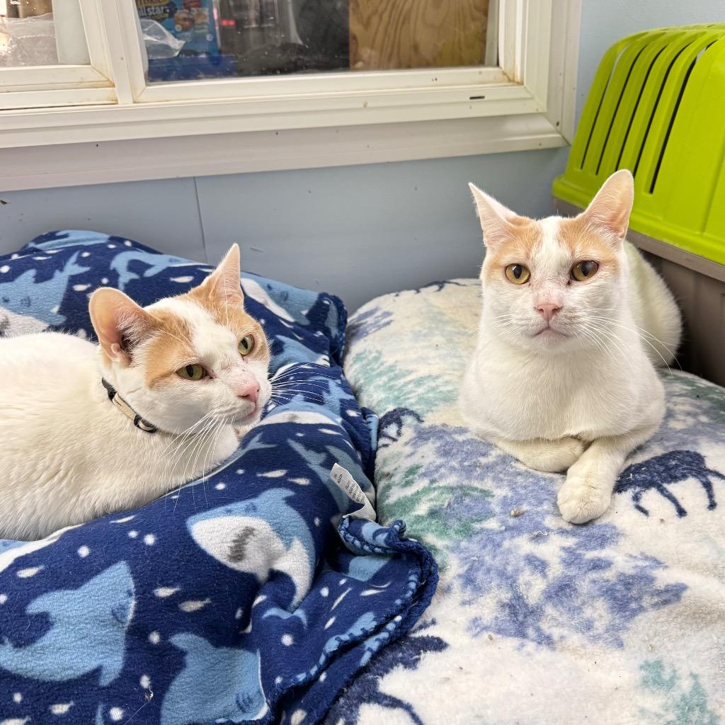 LOVE BUG, Adoptable, Adult Male Domestic Short Hair.