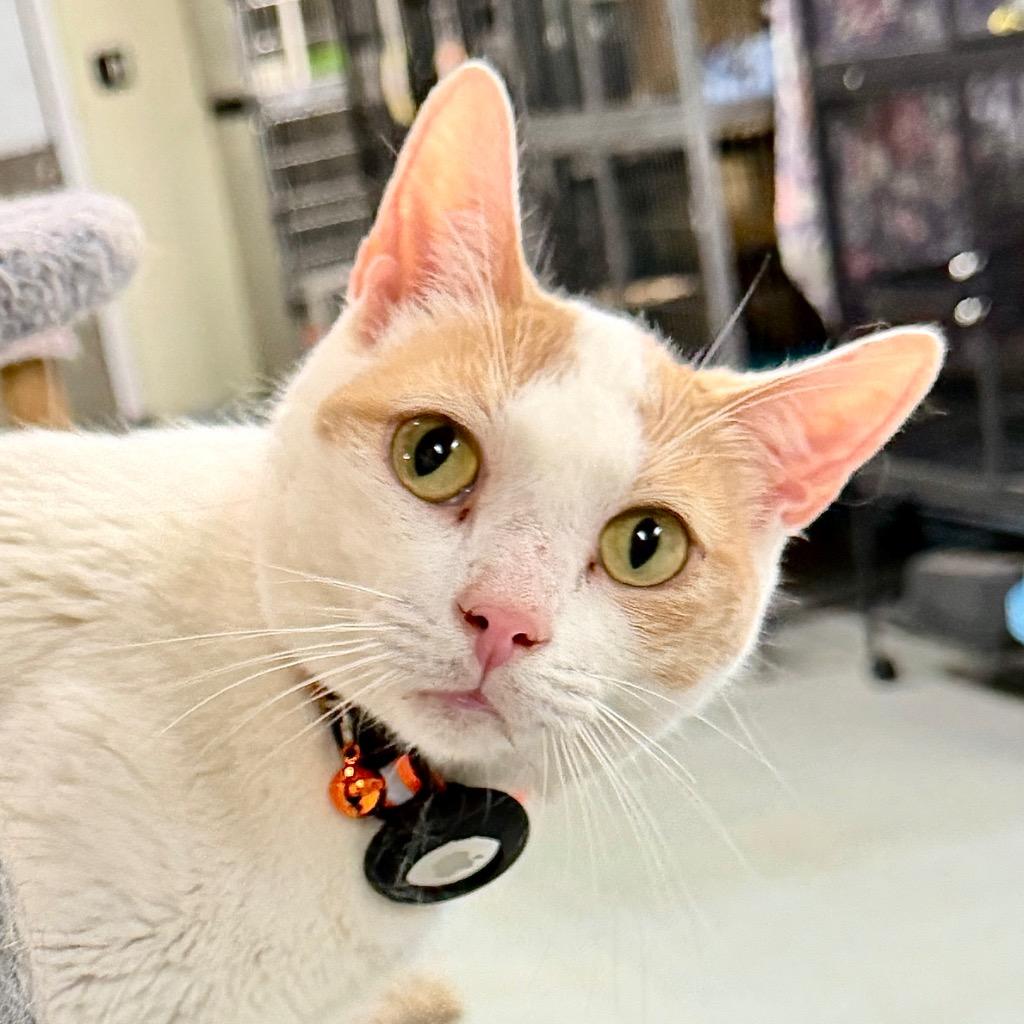 Enlarge LOVE BUG, a Adoptable mixed breed in Battle Creek, MI image 3/3