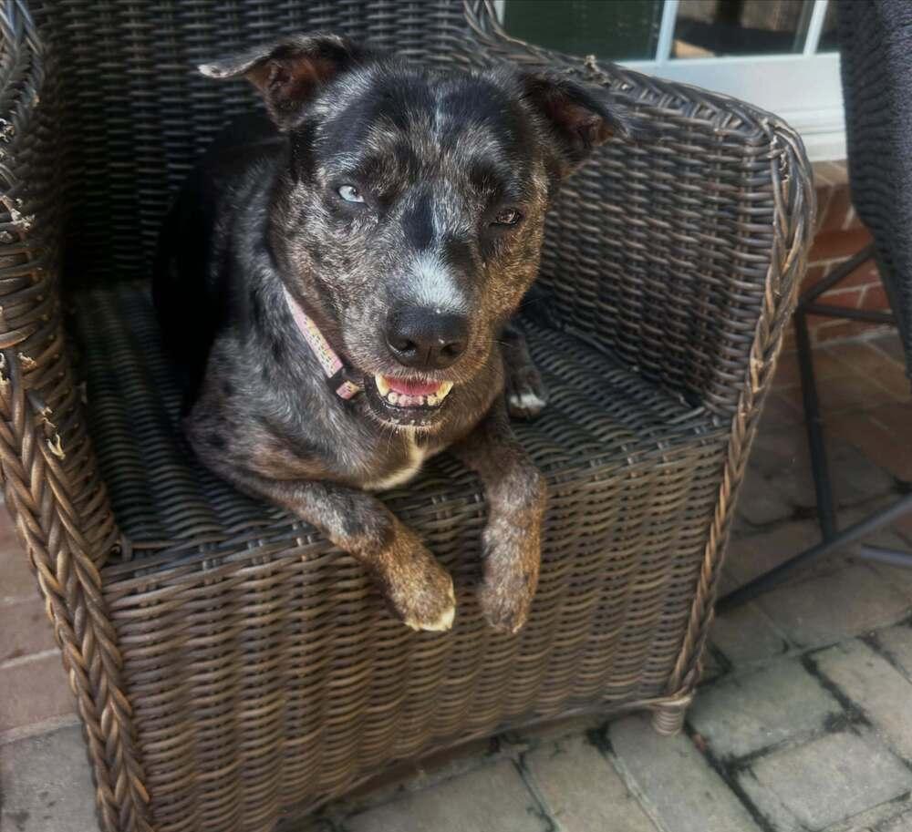 Virginia, Adopted, Young Female Catahoula Leopard Dog.