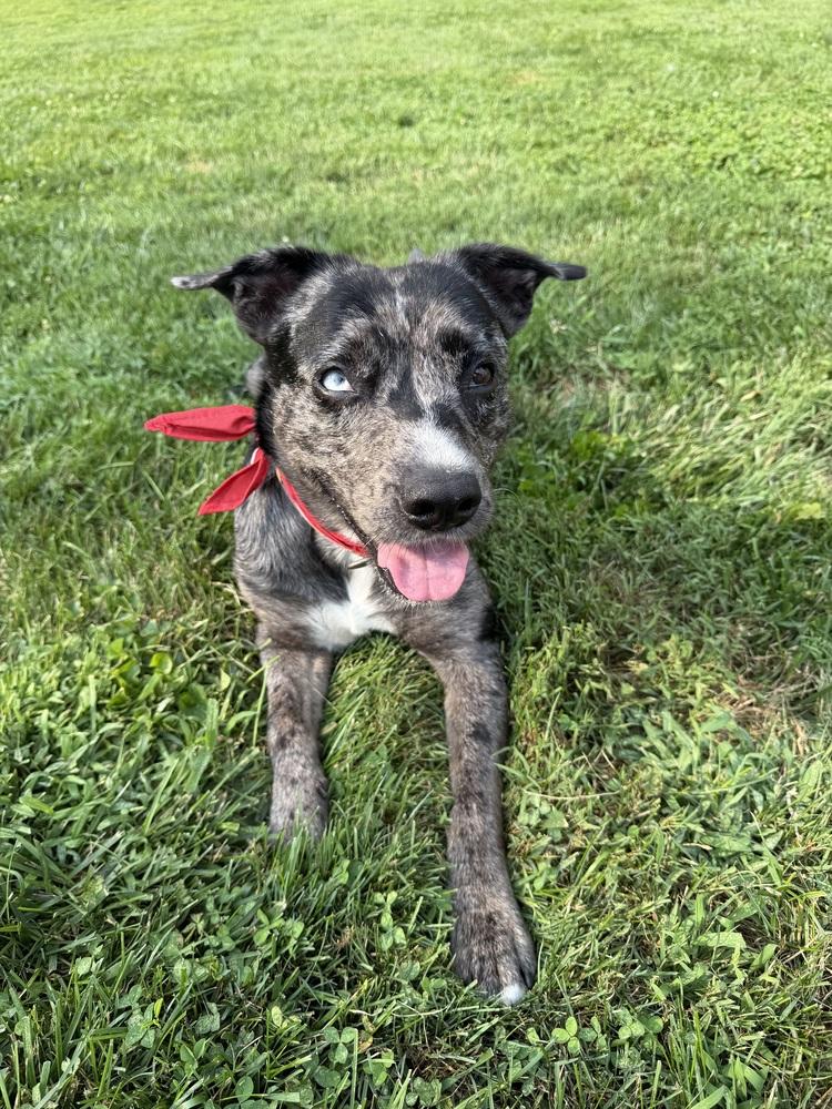 Enlarge Virginia, a Adopted mixed breed in Lancaster, PA image 2/6