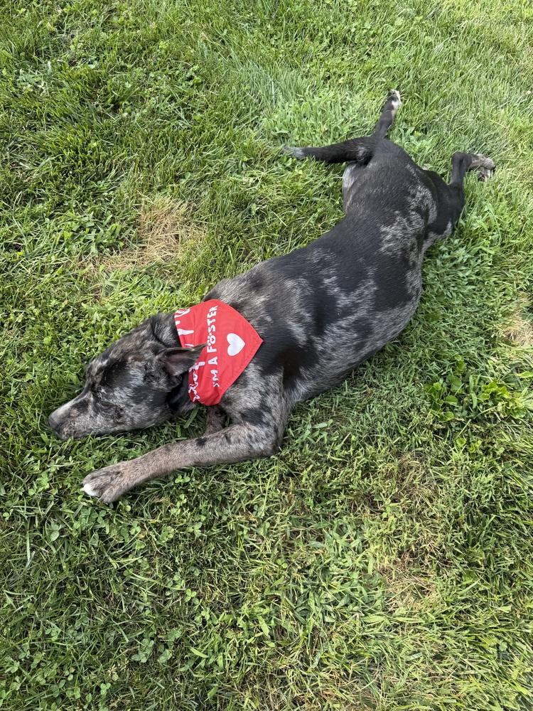 Enlarge Virginia, a Adopted mixed breed in Lancaster, PA image 3/6