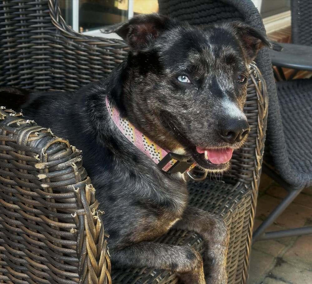 Enlarge Virginia, a Adopted mixed breed in Lancaster, PA image 4/6