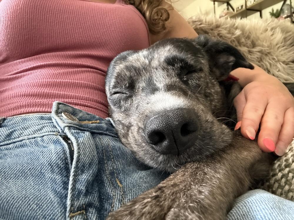 Enlarge Virginia, a Adopted mixed breed in Lancaster, PA image 5/6