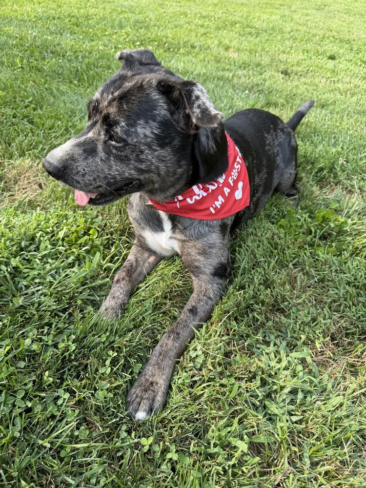 Enlarge Virginia, a Adopted mixed breed in Lancaster, PA image 6/6