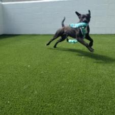 Martin 5960, Adoptable, Adult Male Black Labrador Retriever.