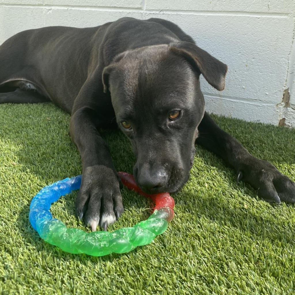 Enlarge Martin 5960, a Adoptable mixed breed in Mobile, AL image 2/3