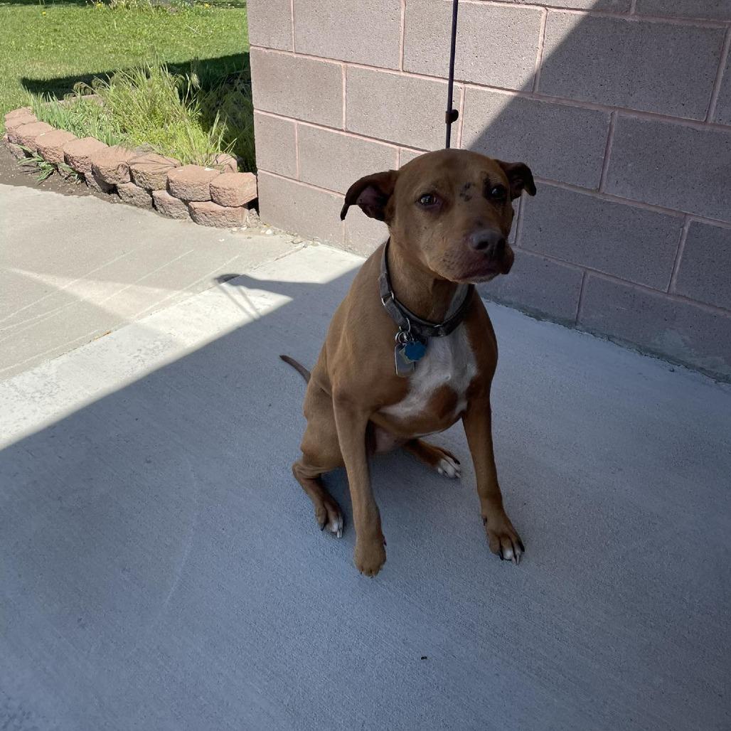 Bella, Adoptable, Senior Female Greyhound & Pit Bull Terrier.