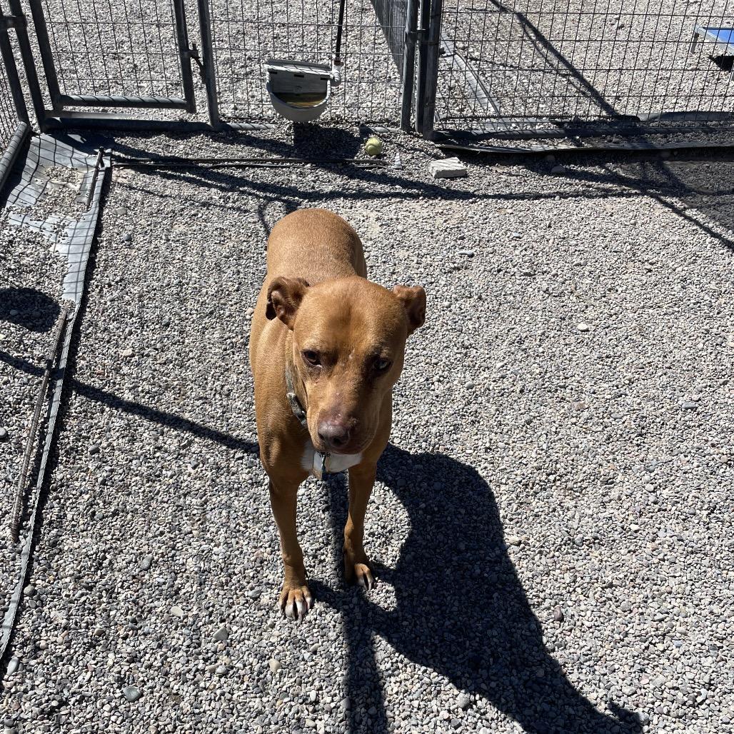 Enlarge Bella, a Adoptable mixed breed in Rexburg, ID image 2/4