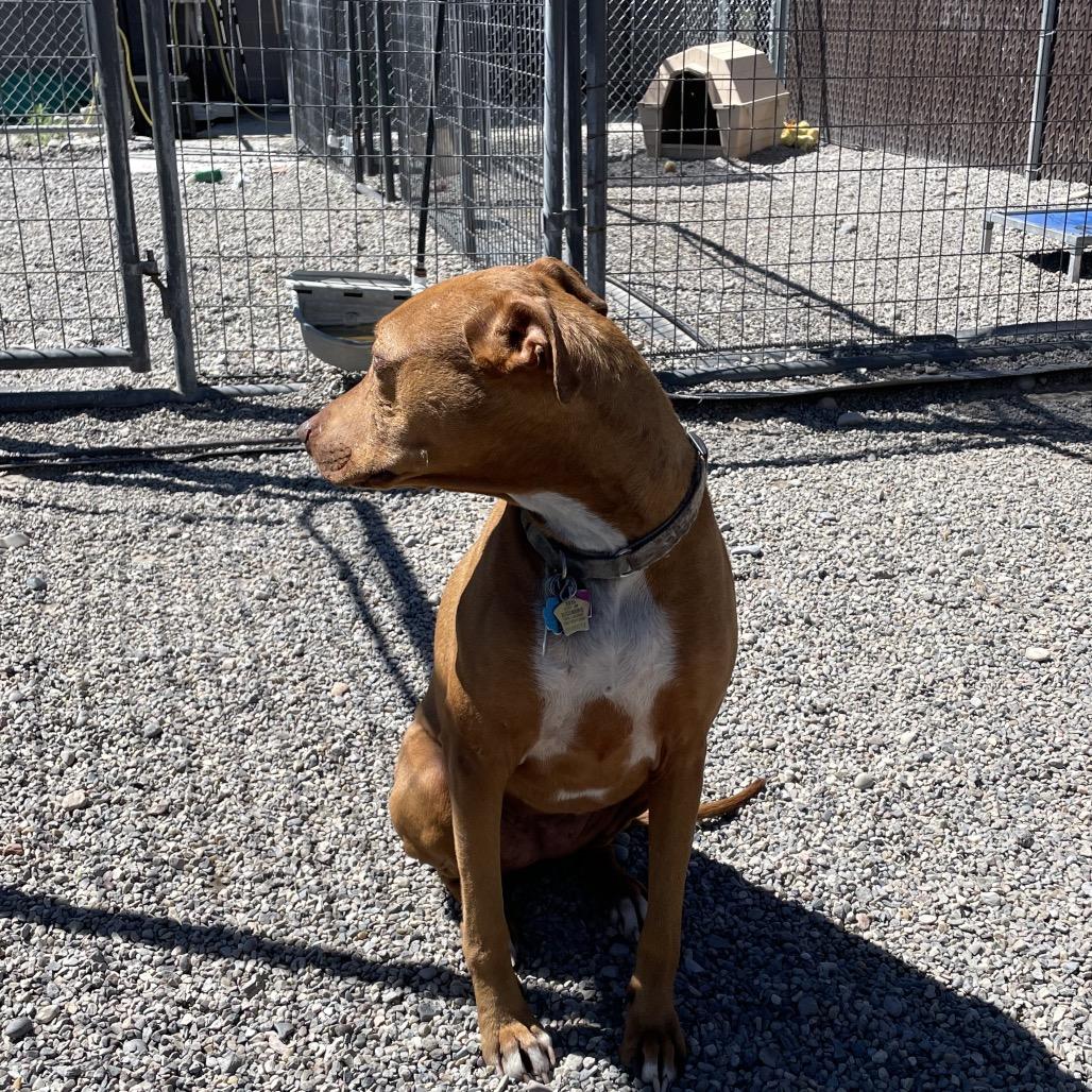 Enlarge Bella, a Adoptable mixed breed in Rexburg, ID image 3/4