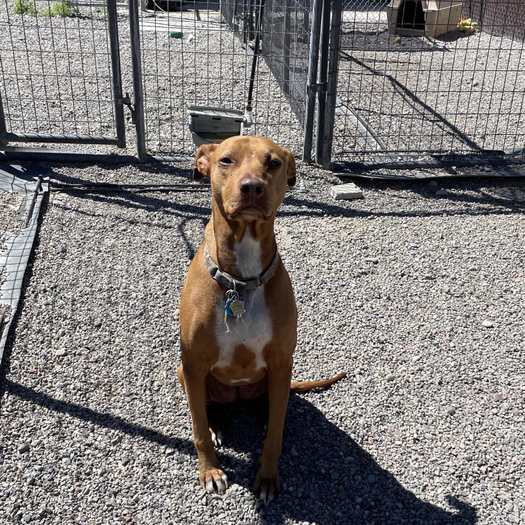 Enlarge Bella, a Adoptable mixed breed in Rexburg, ID image 4/4