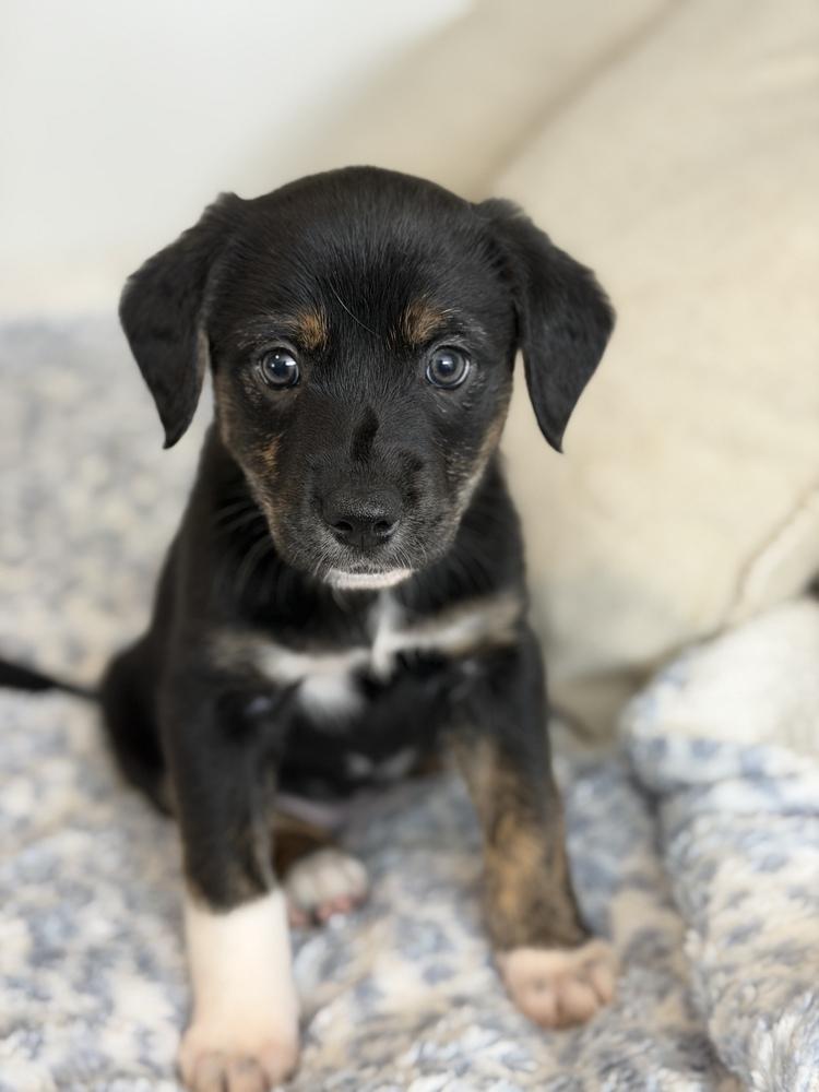 Fuchsia, Adoptable, Puppy Female Border Collie & Shepherd.