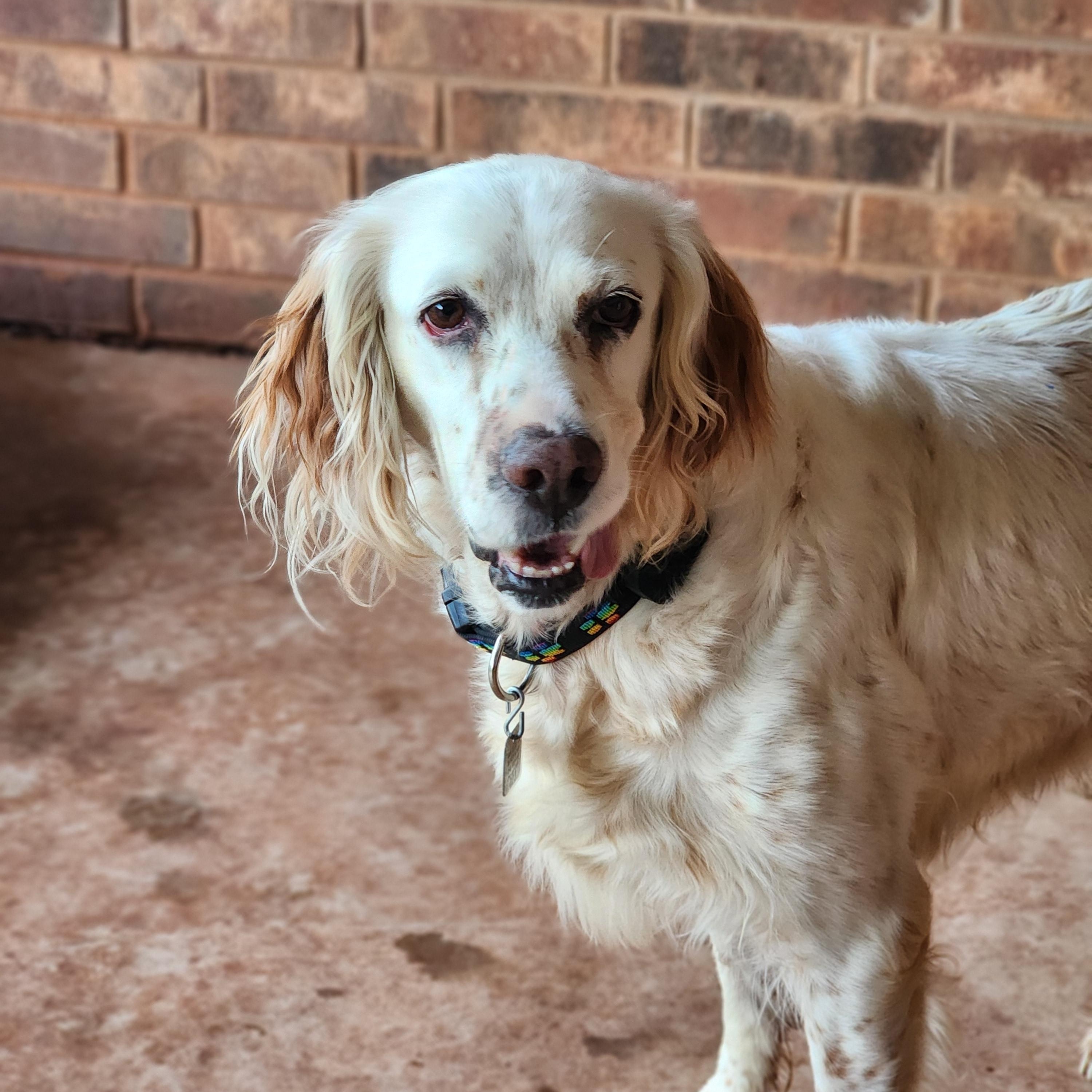 Enlarge Cassie, a Adoptable English Setter in Austin, TX image 3/5