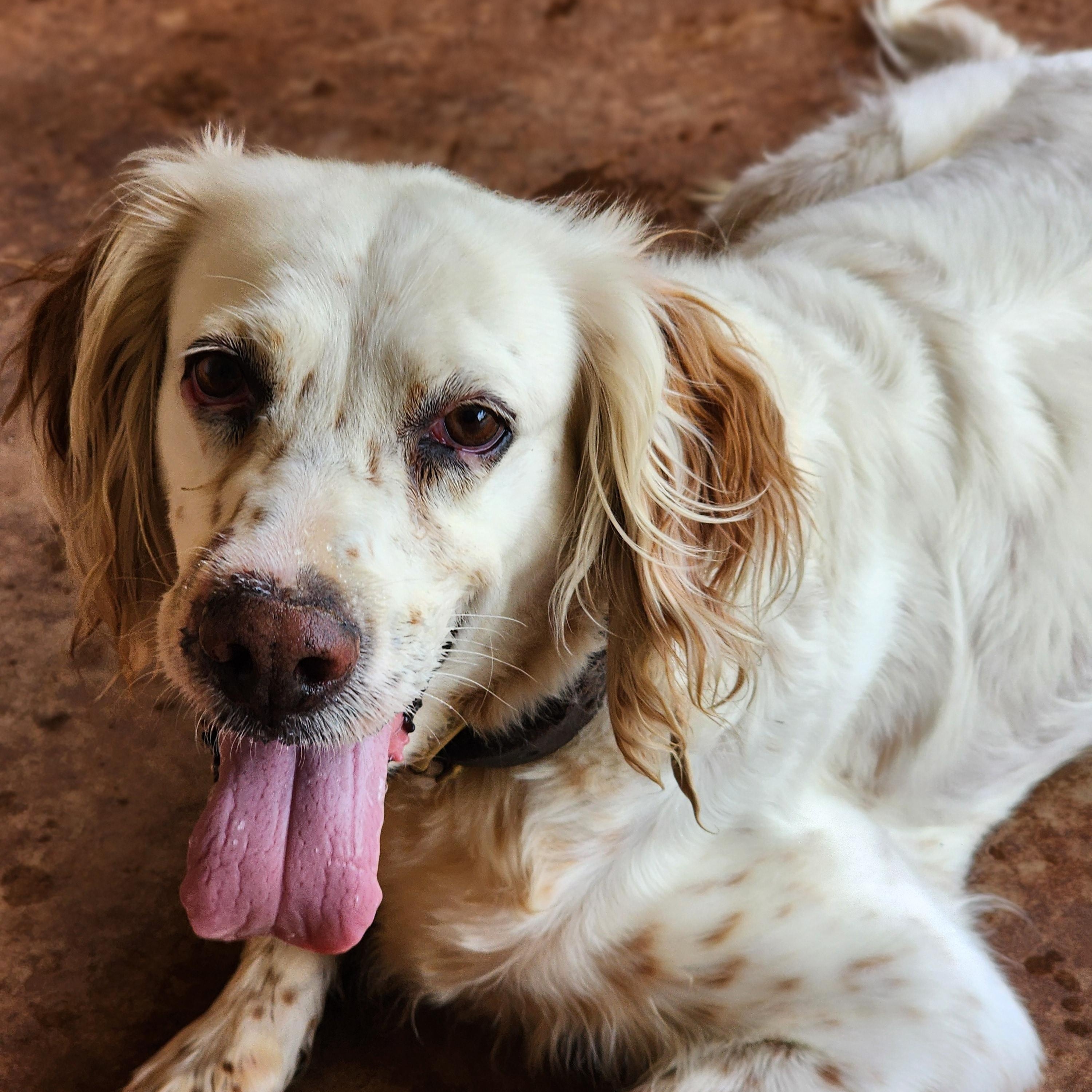 Cassie, Adoptable, Adult Female English Setter.