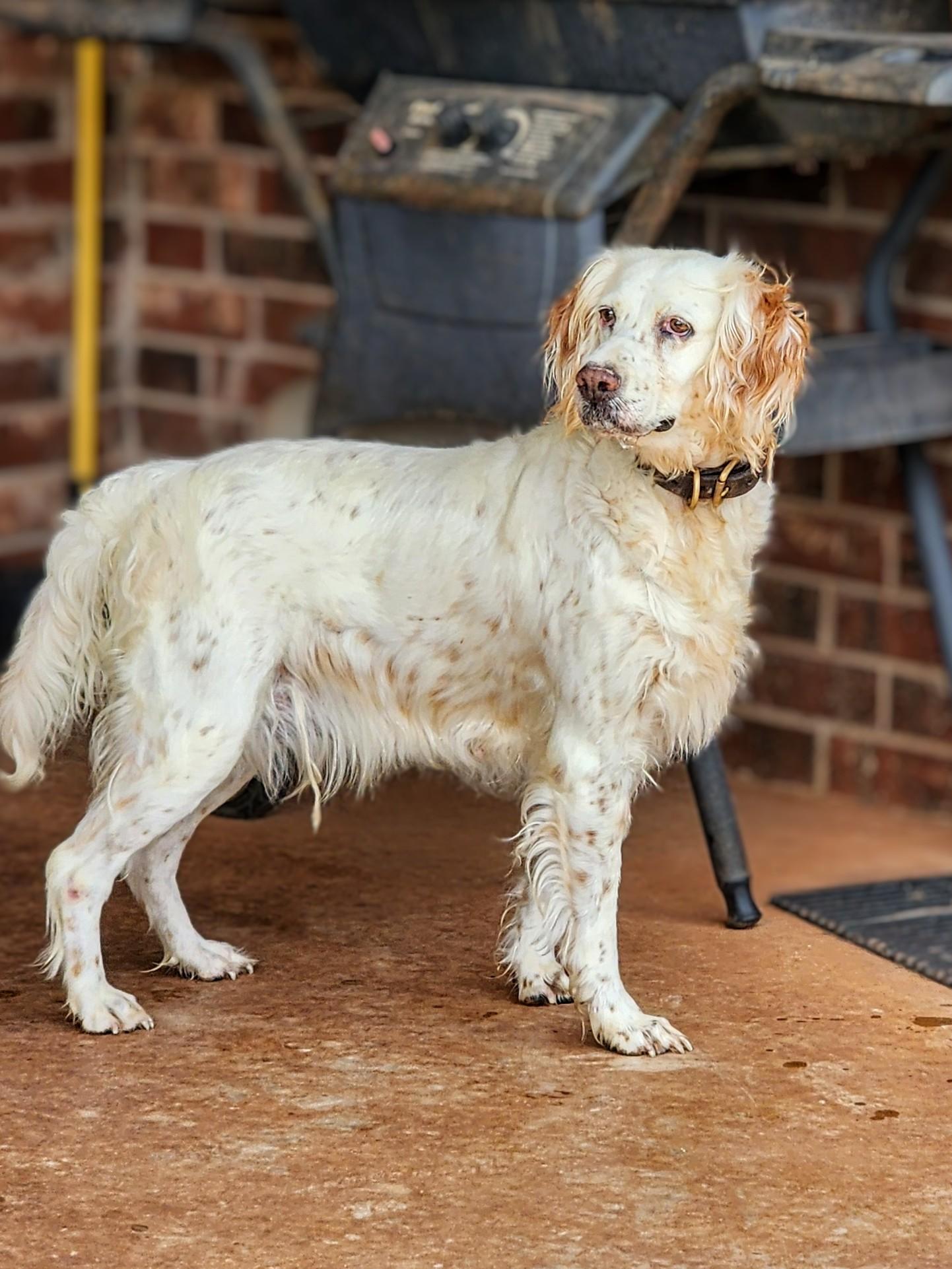 Enlarge Cassie, a Adoptable English Setter in Austin, TX image 2/5