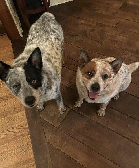 Enlarge Waylon and Cash, a Adoptable Australian Cattle Dog / Blue Heeler in Wheaton, IL image 1/3