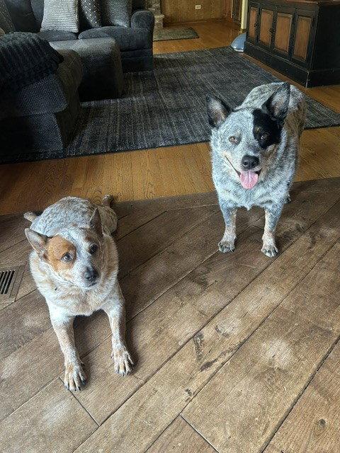 Enlarge Waylon and Cash, a Adoptable Australian Cattle Dog / Blue Heeler in Wheaton, IL image 2/3