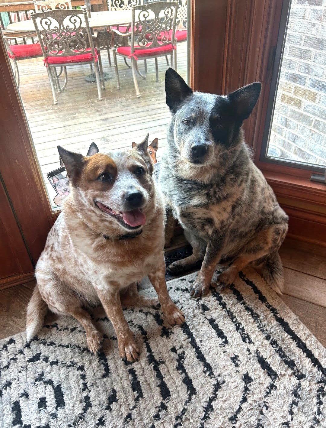 Enlarge Waylon and Cash, a Adoptable Australian Cattle Dog / Blue Heeler in Wheaton, IL image 3/3