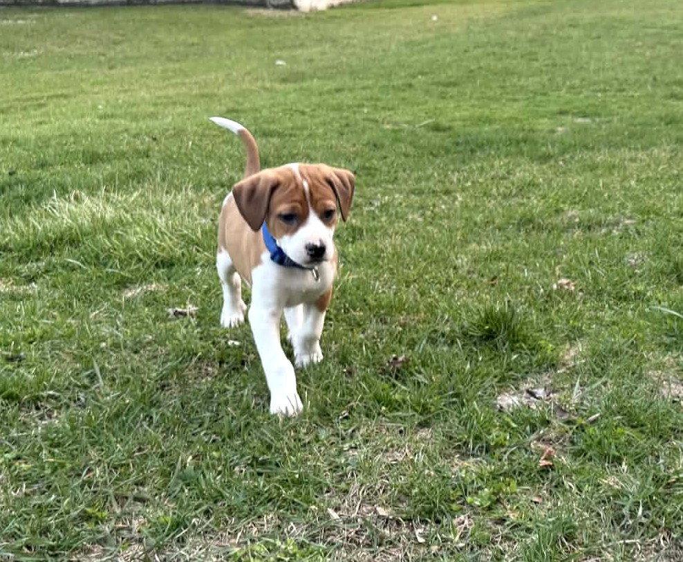 Tommy, Adoptable, Puppy Male Beagle & Boxer.