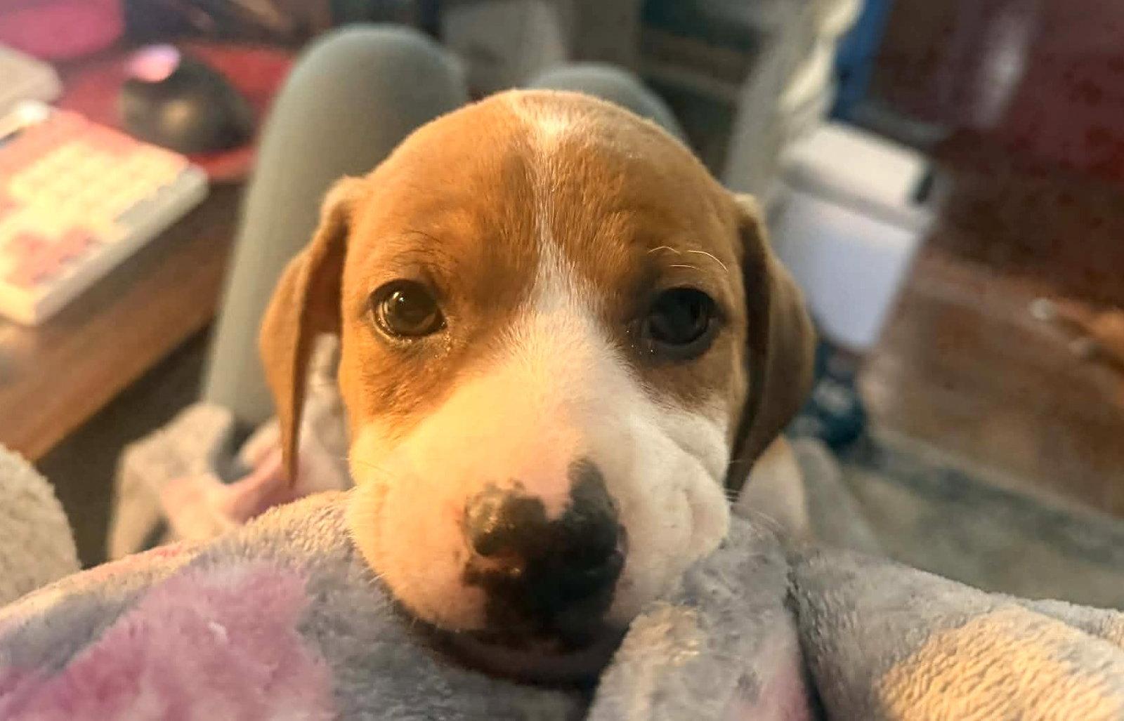 Enlarge Tommy, a Adoptable mixed breed in Mechanicsburg, PA image 2/2