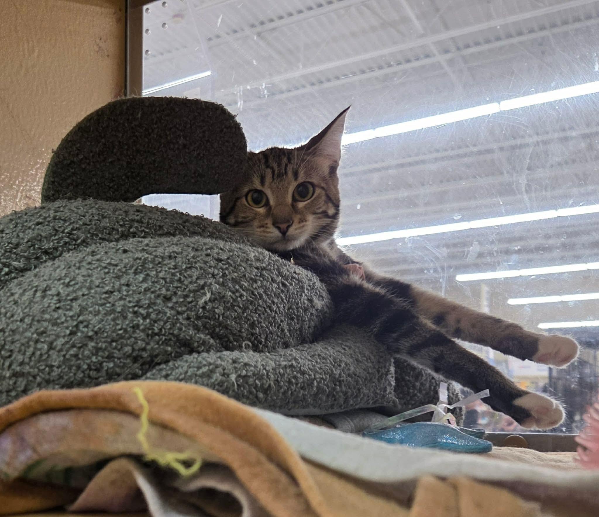 Enlarge Aditi, a Adoptable Domestic Short Hair in Gladstone, OR image 1/3