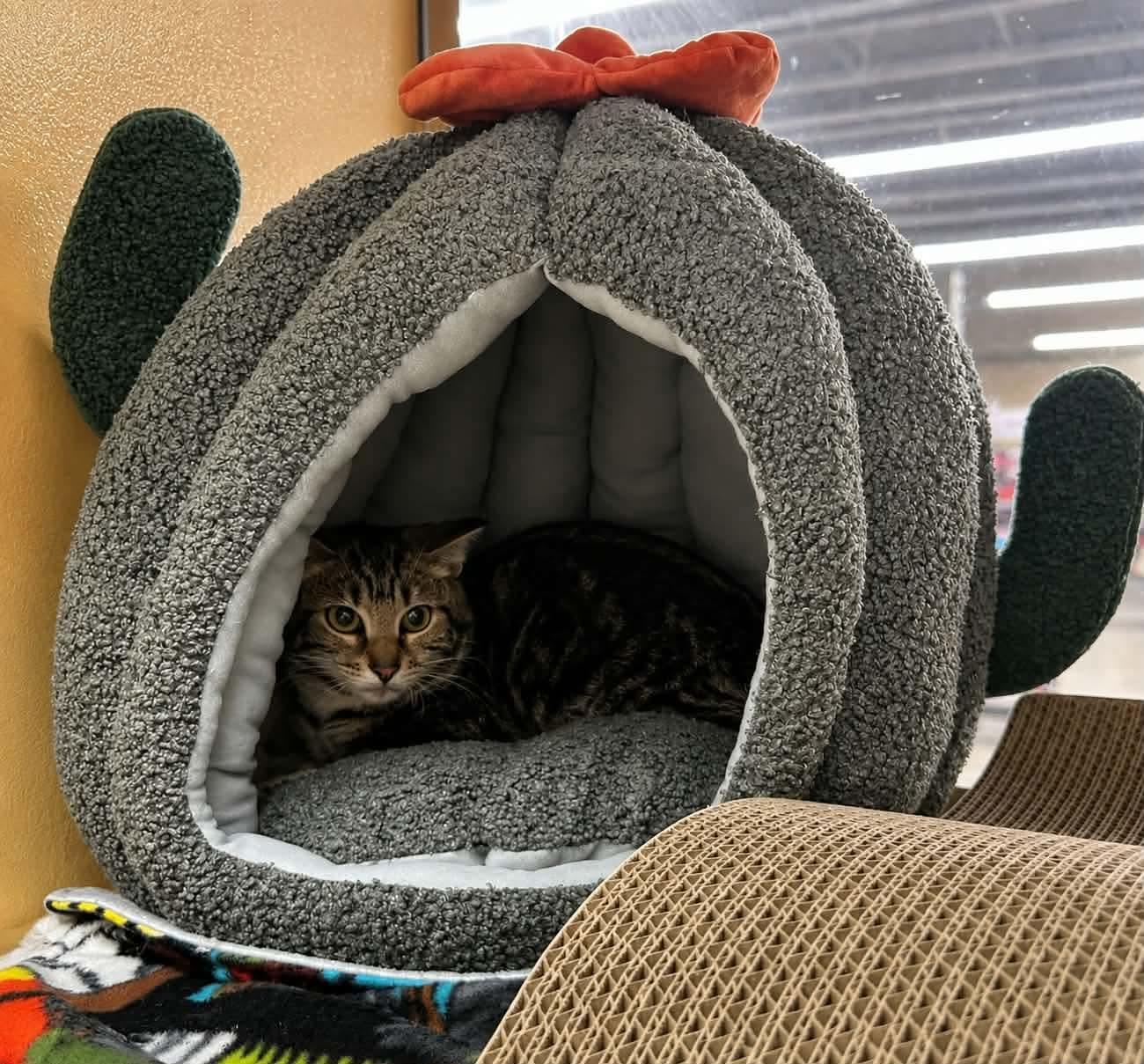 Aditi, a ADOPTABLE Domestic Short Hair in Gladstone, OR image 2/2