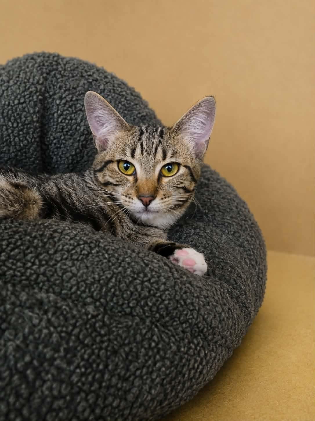 Aditi, ADOPTABLE, Kitten Female Domestic Short Hair.