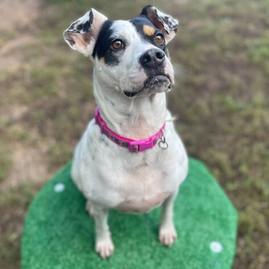 Magnolia, Adoptable, Adult Female Mixed Breed.