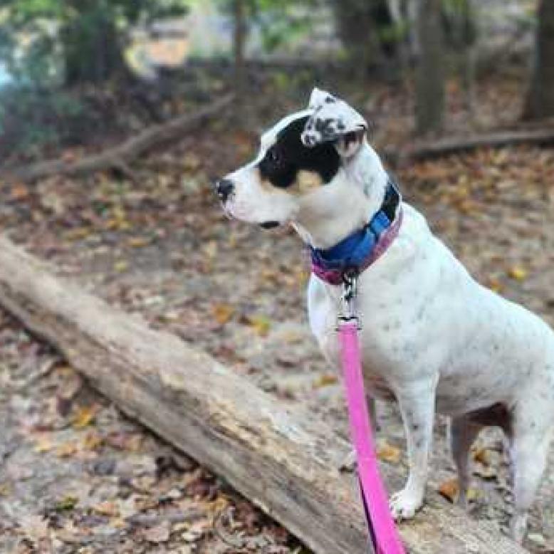 Magnolia, a Adoptable Mixed Breed in Fredericksburg, VA image 2/6