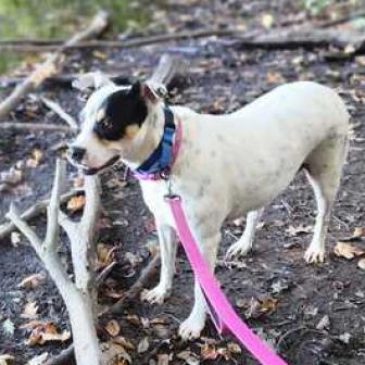 Magnolia, a Adoptable Mixed Breed in Fredericksburg, VA image 3/6