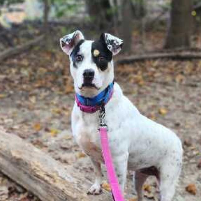 Magnolia, a Adoptable Mixed Breed in Fredericksburg, VA image 4/6