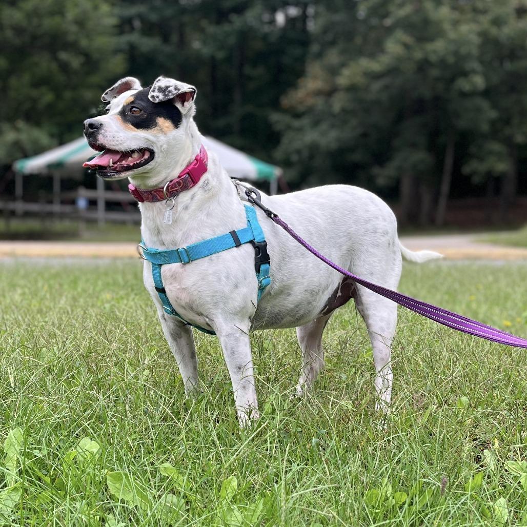 Magnolia, a Adoptable Mixed Breed in Fredericksburg, VA image 5/6