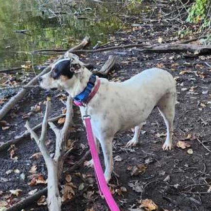 Magnolia, a Adoptable Mixed Breed in Fredericksburg, VA image 6/6